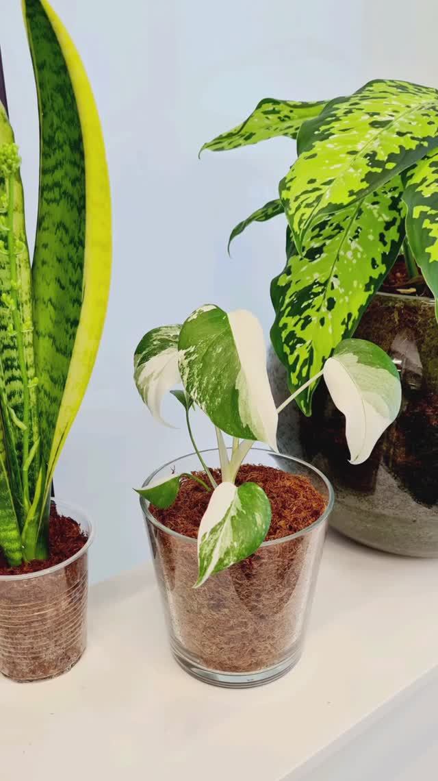 Монстера в сфагнум фускум.