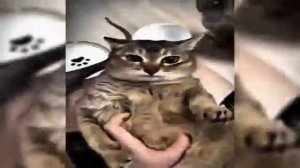 Dj Viber, Trxshbxy, Zarzour feat. - Montagem Volte