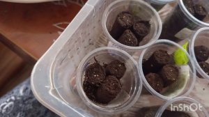 6-12-2025. Жизнь в деревне. Добрались руки до цветов.