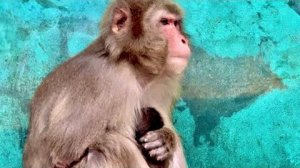 Мы переживаем за малыша, но и забирать не хочется, вроде бы Рита-начинает понемногу успокаиваться )