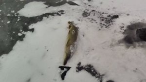 Зимняя рыбалка на жерлицы