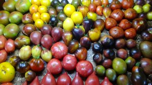 Заказы семян принимаю круглый год без приостановки приема заявок.