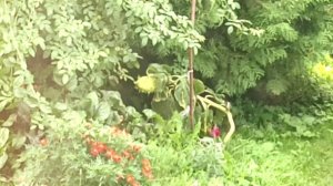 Птичкам летом хорошо...