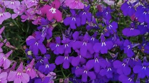 Что посеяла, а что выросло. Продолжение.