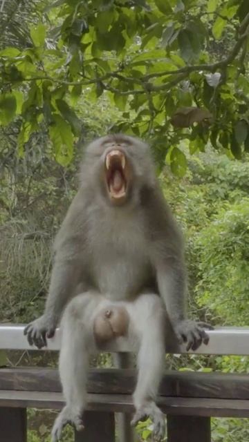 Ты растаешь за 26 секунд — 4 звероклипа