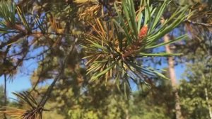 Гречка с тушёнкой на огне 🔥😋 на озере!