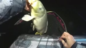 РЫБАЛКА МЕЧТА 🤩!!!! ЖОР КРУПНЯКА - САЗАНЫ