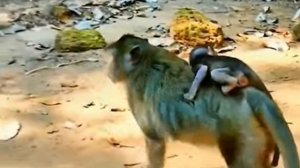 Макашонок буквально жмётся к матери, боится её потерять    1000042308.mp4