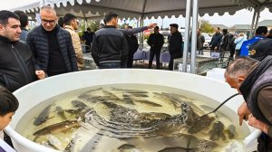 Рыбный фестиваль в Азербайджане собрал тысячи поваров. Какие блюда предлагают гостям?