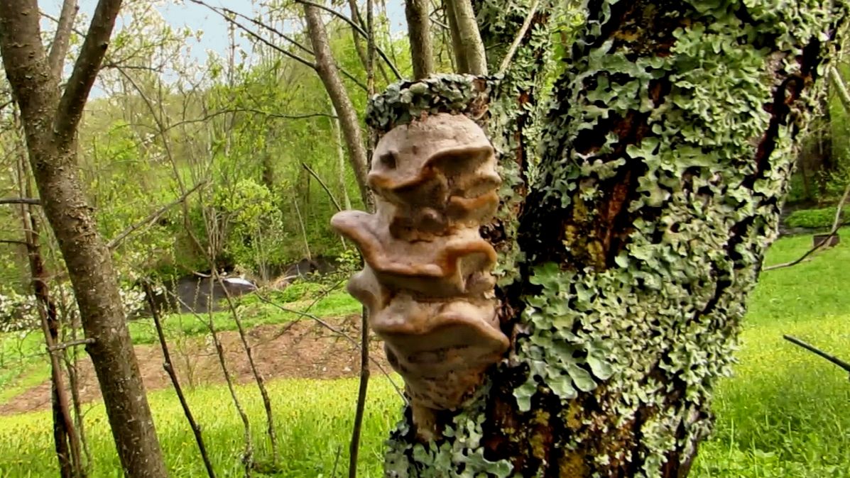 Грибы на деревьях