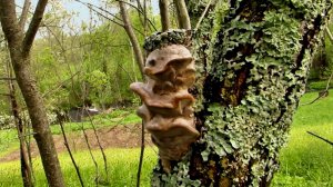 Грибы на деревьях