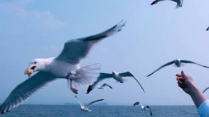 Чудесный сон