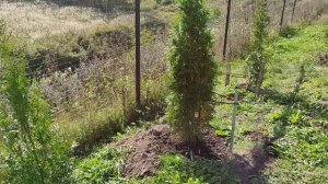 Туи и можжевельники на нашем участке 🌲