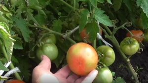 Спелый помидор в июне