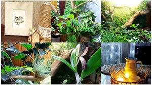 Предновогоднее настроение. Ура! Она зацвела. Домашние цветы.