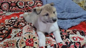 Ничего не получилось