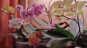 06-12-2025.Орхидеи.
