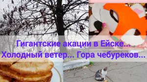 Гигантские акации в Ейске...Холодный ветер... Гора чебуреков...