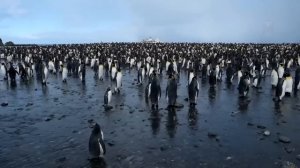 Повезло Заснять на Камеру! Случаи с Животными, В Которые Трудно Поверить !