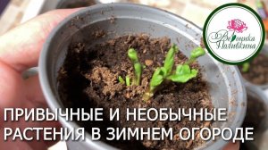 Зимний огород привычные и необычные растения