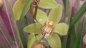 06.12.2025г. Чем становится холоднее, тем лучше поставки орхидей. Обзор в Планете лета.