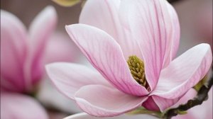 Доброе воскресное утро – пусть день начнётся с добра и улыбки﻿