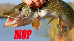 В ЭТИХ Дебрях ЩУКА Звереет, а мы ее ловим