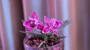 08-12-2025.пресадка Орхидеи Monterrey..