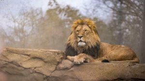 Животные Планеты Земля: Замечательный фильм о дикой природе с успокаивающей музыкой