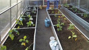 12-ДАЧА.Перец..Баклажан Мурзик и Томаты посажены..и первая редиска😁3 часть(08.05.-10.05.21)