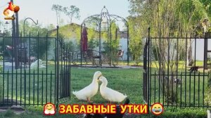 Забавные утки мускусные и пекинские на свободном выгуле со своими друзьями ч.(306) ❣️🤗😂
