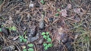 #приятная прогулка в декабре по шикарному лесу