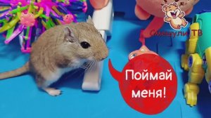 ПРИКЛЮЧЕНИЯ ХОМЯКА-ПЕСЧАНКИ В ЛАБИРИНТЕ!
