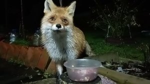 (1190) Лиса приходит в гости. Декабрь 2025