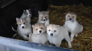 После клеймения щенков