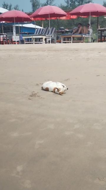 Счастливый пёсик