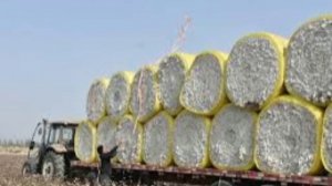 Первая партия афганского хлопка уже прибыла в Ивановскую область