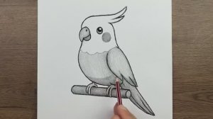 Как нарисовать Попугая птицу карандашом, простой рисунок птицы, пошаговое руководство