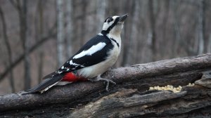 Дятел и белки. Зарисовка