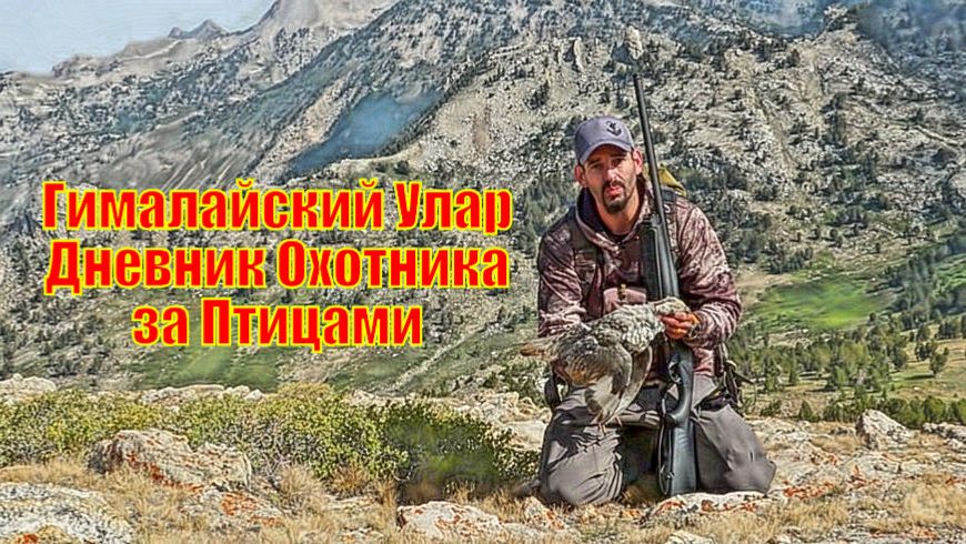 Гималайский Улар - Дневник Охотника за Птицами