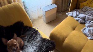 272. Семейное уютное утро в Уэльсе: вот оно счастье! Что использую в быту. Мастер и Маргарита.