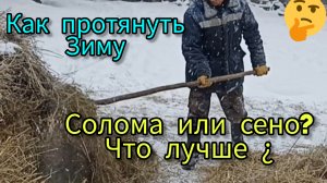 Как пережить зиму без кормов? как вытянуть хозяйство из кризиса .и не сдаться и не опустить руки.