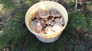 Лиловоногая рядовка или синеножка в декабре 2025, сбор грибов в Крыму