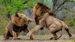 Самые захватывающие  битвы животных на Земле Animal World