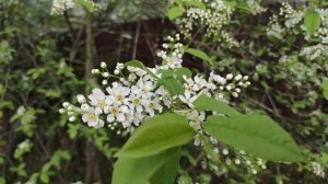 14-ДАЧА .подарок от Светы 😁две гортензии, роза и лаванда😉2 часть(14.05.-16.05.21)