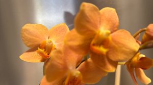 Орхидеи 🌺 Орхидейные будни. Новые роспуски.🦋🥰