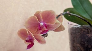 07-12-2025.пересадка Орхидеи Grazia.