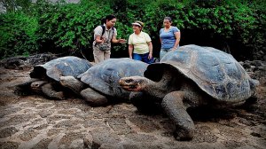 Самые большие Черепахи на Земле AnimalWorld