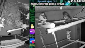 Волнистые попугаи 🦜🦜🦜 | авиарий на балконе📍