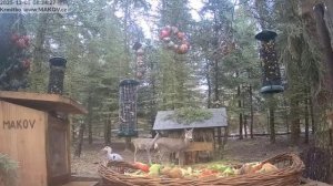 Цапля прилетела на завтрак Чехия